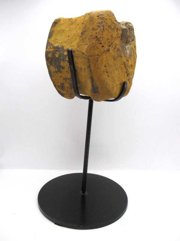Hadrosaurus Dinosaur Bone on Stand for Sale #4