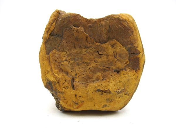 Hadrosaurus Dinosaur Bone on Stand for Sale #4 - Image 2