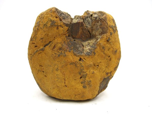 Hadrosaurus Dinosaur Bone on Stand for Sale #4 - Image 6