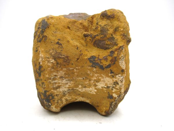 Hadrosaurus Dinosaur Bone on Stand for Sale #4 - Image 5