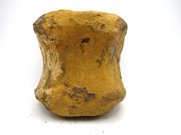 Hadrosaurus Dinosaur Bone on Stand for Sale #4 - Image 3