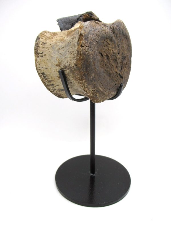 Hadrosaurus Dinosaur Bone on Stand for Sale #5