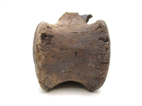 Hadrosaurus Dinosaur Bone on Stand for Sale #5 - Image 7