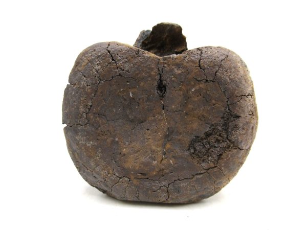 Hadrosaurus Dinosaur Bone on Stand for Sale #5 - Image 6