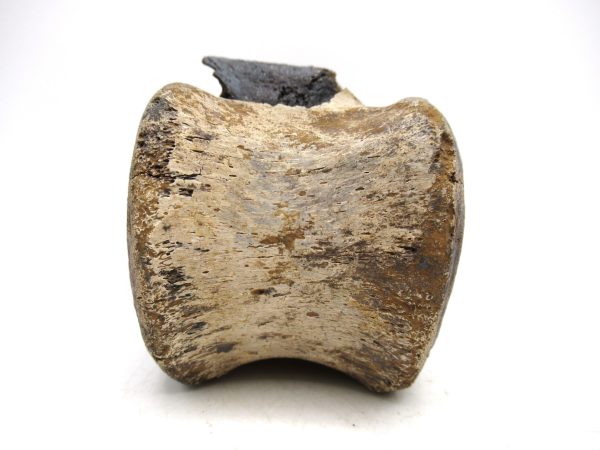 Hadrosaurus Dinosaur Bone on Stand for Sale #5 - Image 5
