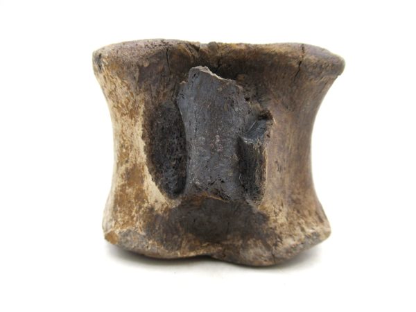 Hadrosaurus Dinosaur Bone on Stand for Sale #5 - Image 4
