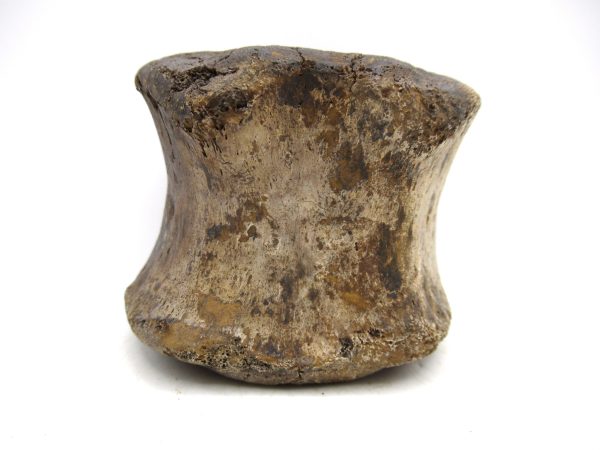 Hadrosaurus Dinosaur Bone on Stand for Sale #5 - Image 3