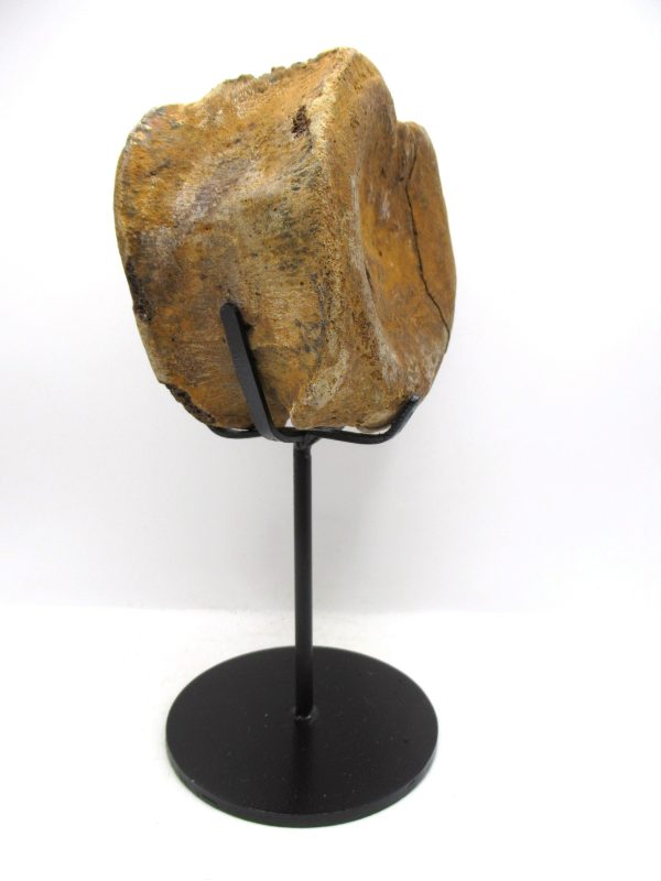 Genuine Cretaceous Age Hadrosaurus Dinosaur Vertebra Fossil for Sale from South Dakota #6