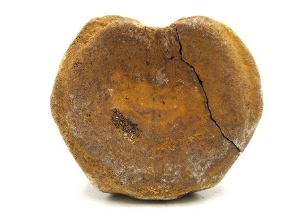 Genuine Cretaceous Age Hadrosaurus Dinosaur Vertebra Fossil for Sale from South Dakota #6a