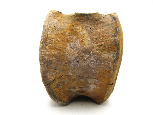 Genuine Cretaceous Age Hadrosaurus Dinosaur Vertebra Fossil for Sale from South Dakota #6b