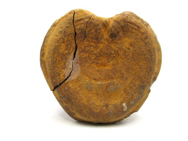 Genuine Cretaceous Age Hadrosaurus Dinosaur Vertebra Fossil for Sale from South Dakota #6c