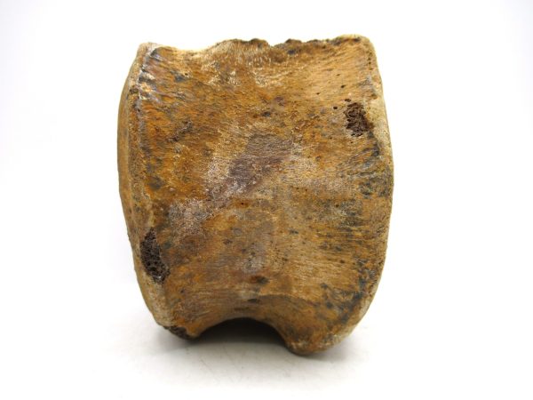 Genuine Cretaceous Age Hadrosaurus Dinosaur Vertebra Fossil for Sale from South Dakota #6d