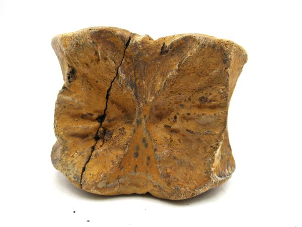 Genuine Cretaceous Age Hadrosaurus Dinosaur Vertebra Fossil for Sale from South Dakota #6e