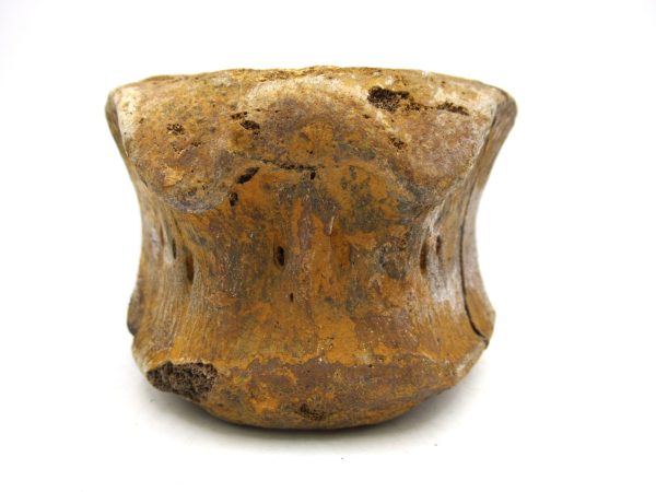 Genuine Cretaceous Age Hadrosaurus Dinosaur Vertebra Fossil for Sale from South Dakota #6f