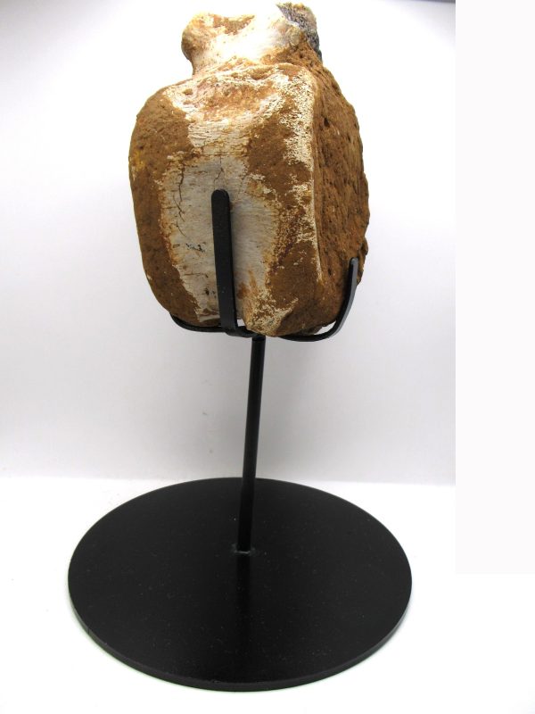Hadrosaurus Dinosaur Bone on Stand for Sale #7