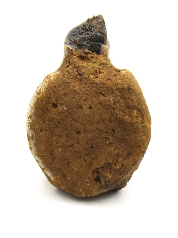 Hadrosaurus Dinosaur Bone on Stand for Sale #7 - Image 2
