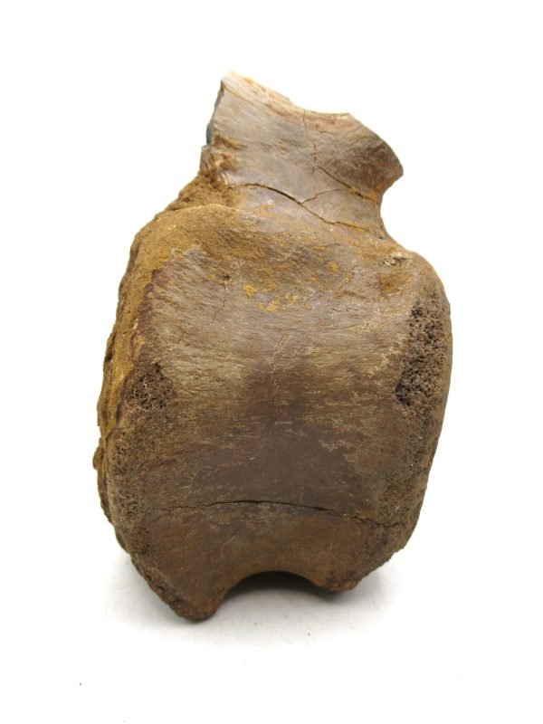 Hadrosaurus Dinosaur Bone on Stand for Sale #7 - Image 7