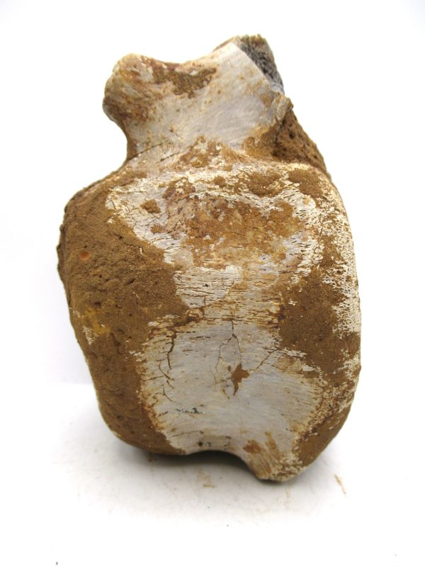 Hadrosaurus Dinosaur Bone on Stand for Sale #7 - Image 5