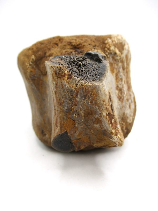 Hadrosaurus Dinosaur Bone on Stand for Sale #7 - Image 4