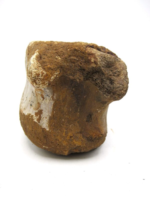 Hadrosaurus Dinosaur Bone on Stand for Sale #7 - Image 3