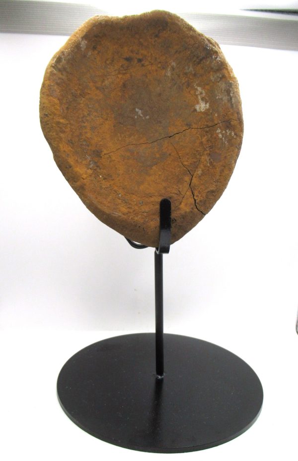 Hadrosaurus Dinosaur Bone on Stand for Sale #8