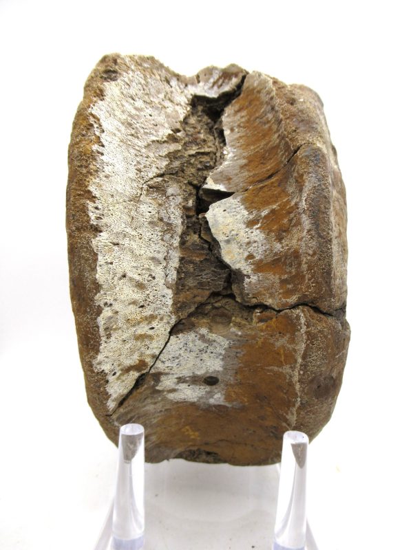 Hadrosaurus Dinosaur Bone on Stand for Sale #8 - Image 7