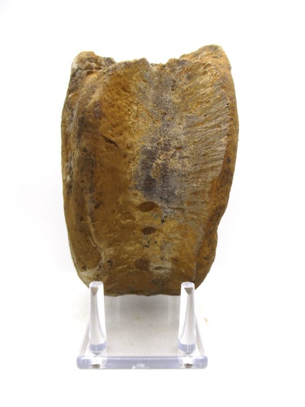 Hadrosaurus Dinosaur Bone on Stand for Sale #8 - Image 6