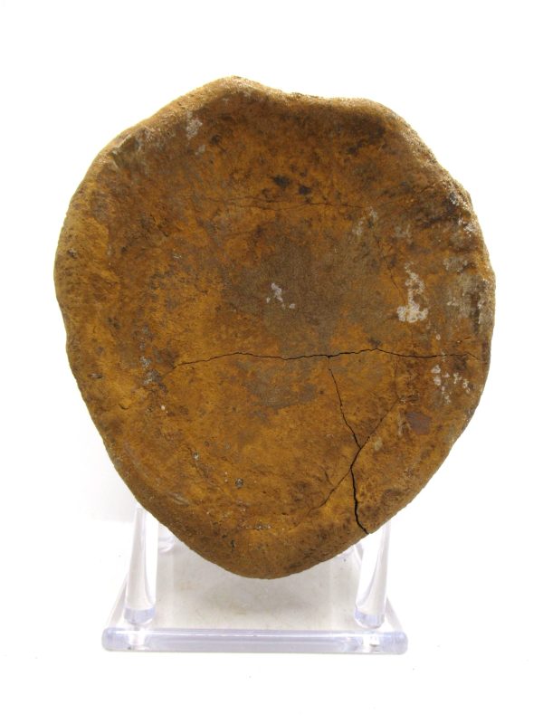 Hadrosaurus Dinosaur Bone on Stand for Sale #8 - Image 5