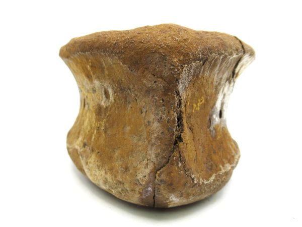 Hadrosaurus Dinosaur Bone on Stand for Sale #8 - Image 4