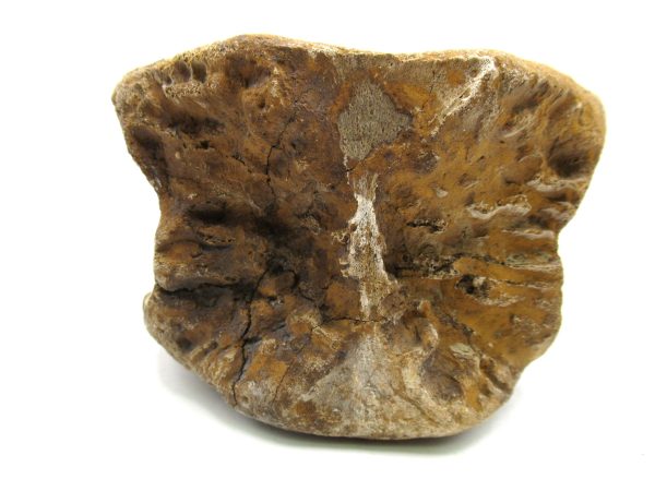 Hadrosaurus Dinosaur Bone on Stand for Sale #8 - Image 3
