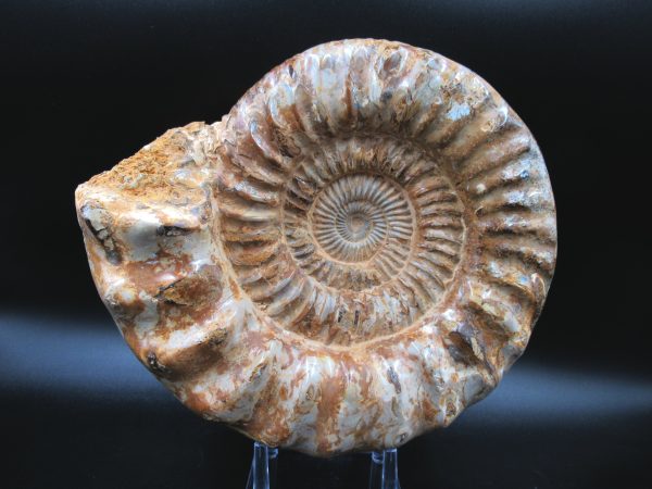Perisphinctes Ammonite from Madagascar XL for Sale 29 - Image 8