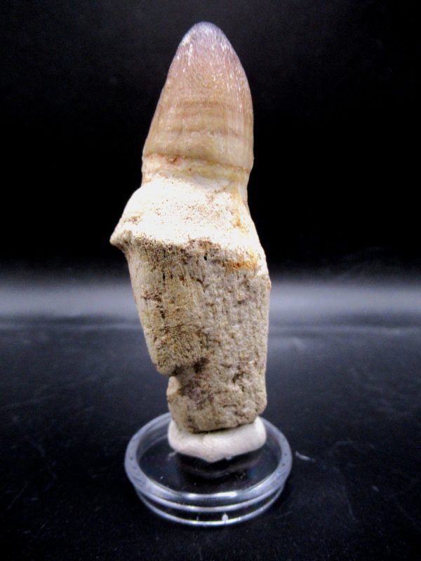 Prognathodon anceps Mosasaurus Tooth #13 - Image 2