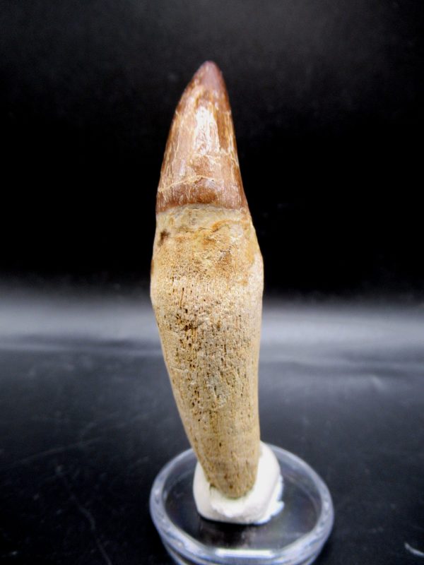 Prognathodon anceps Mosasaurus Tooth #15 - Image 2