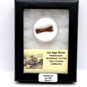 McKittrick Tar Pits Asphalt Lake Ice Age Bone #1