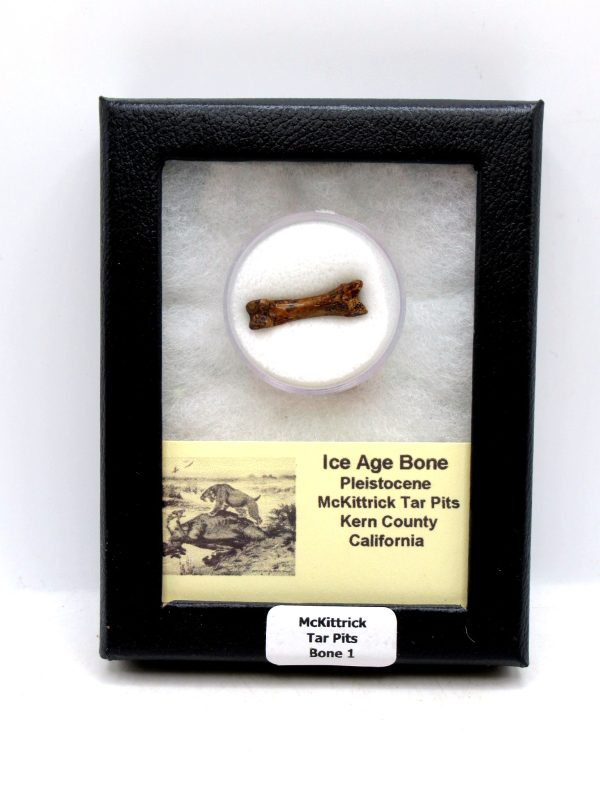McKittrick Tar Pits Asphalt Lake Ice Age Bone #1