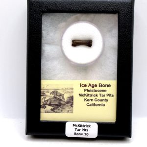 McKittrick Tar Pits Asphalt Lake Ice Age Bone #10
