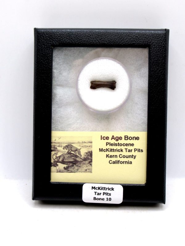 McKittrick Tar Pits Asphalt Lake Ice Age Bone #10