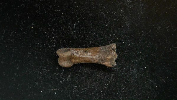 McKittrick Tar Pits Asphalt Lake Ice Age Bone #10 - Image 5