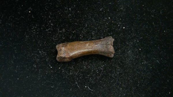 McKittrick Tar Pits Asphalt Lake Ice Age Bone #10 - Image 3