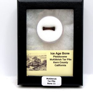 McKittrick Tar Pits Asphalt Lake Ice Age Bone #11