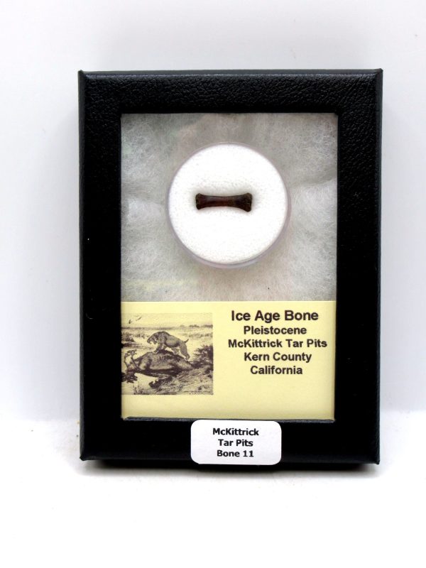 McKittrick Tar Pits Asphalt Lake Ice Age Bone #11