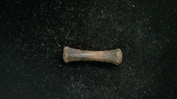 McKittrick Tar Pits Asphalt Lake Ice Age Bone #11 - Image 2