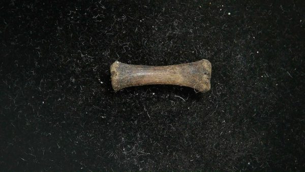 McKittrick Tar Pits Asphalt Lake Ice Age Bone #11 - Image 5