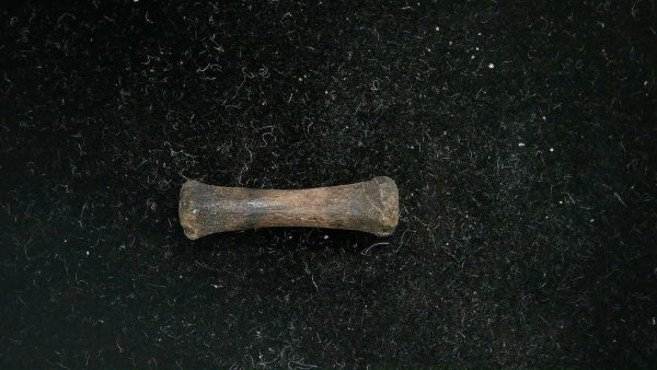 McKittrick Tar Pits Asphalt Lake Ice Age Bone #11 - Image 3