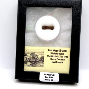 McKittrick Tar Pits Asphalt Lake Ice Age Bone #12