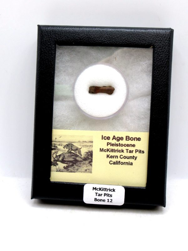 McKittrick Tar Pits Asphalt Lake Ice Age Bone #12