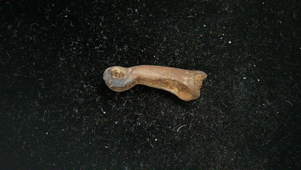 McKittrick Tar Pits Asphalt Lake Ice Age Bone #12 - Image 2