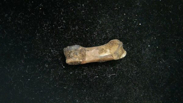 McKittrick Tar Pits Asphalt Lake Ice Age Bone #12 - Image 5