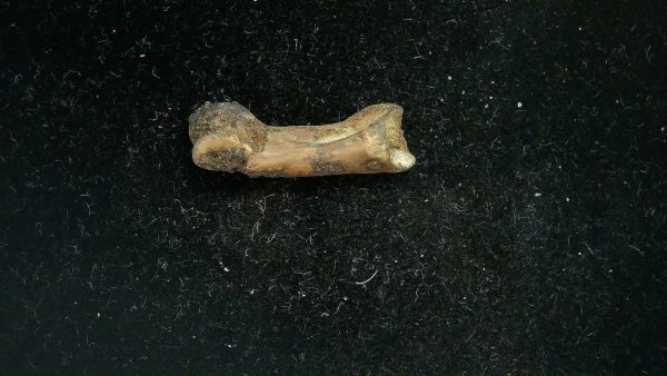 McKittrick Tar Pits Asphalt Lake Ice Age Bone #12 - Image 4