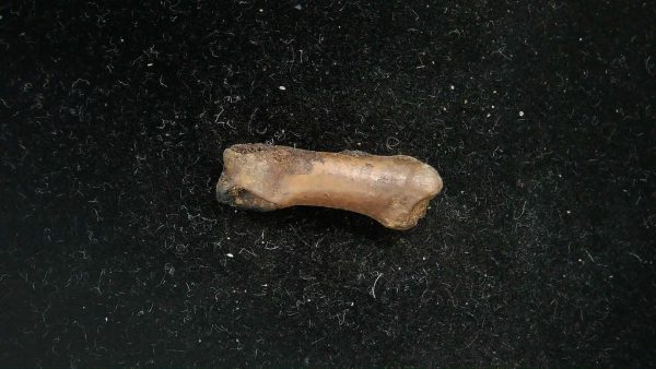 McKittrick Tar Pits Asphalt Lake Ice Age Bone #12 - Image 3